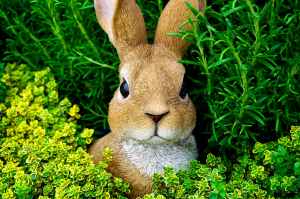 bunny cute ears easter bunny